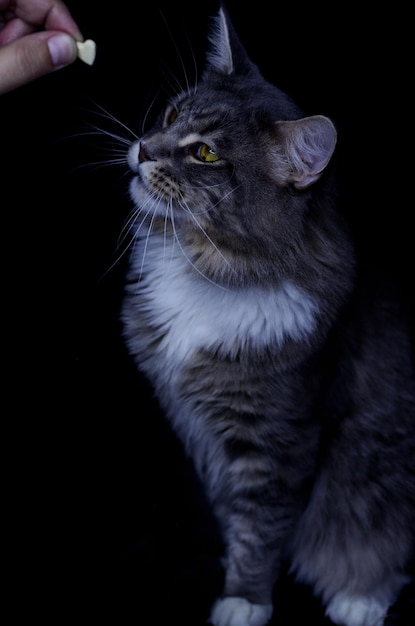 Un macho adulto de Maine Coon de color gris oscuro come comida para gatos.