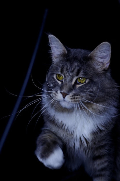 Un macho adulto de Maine Coon de color gris oscuro come comida para gatos.