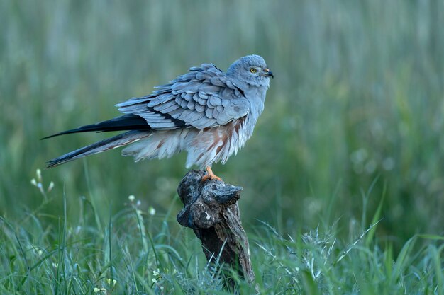 Foto el macho adulto de montagus harrier en su torre de vigilancia favorita dentro de su territorio de cría