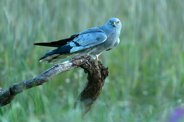 Foto el macho adulto de montagus harrier en su torre de vigilancia favorita dentro de su territorio de cría