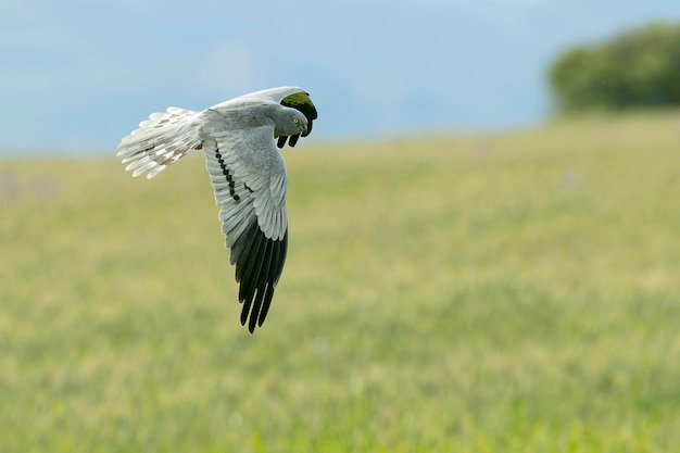 El macho adulto de Montagus harrier volando dentro de su territorio de cría en una estepa de cereales