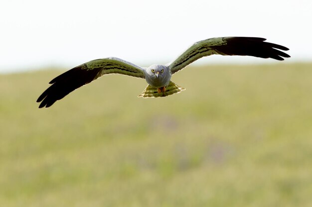 El macho adulto de Montagus harrier volando dentro de su territorio de cría en una estepa de cereales