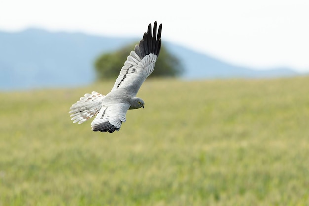 El macho adulto de Montagus harrier volando dentro de su territorio de cría en una estepa de cereales