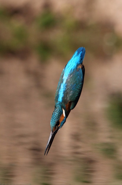 Macho adulto de pesca de martín pescador común, aves, Alcedo atthis