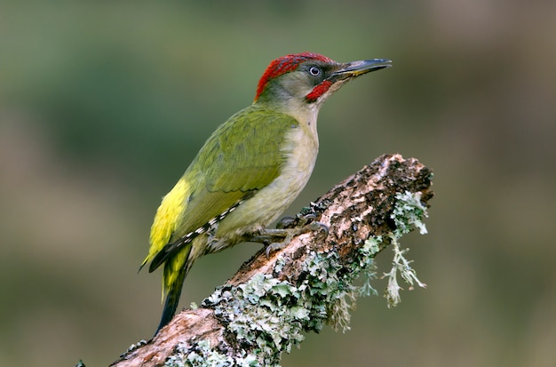 Macho adulto de Picus viridis. Pájaro carpintero verde