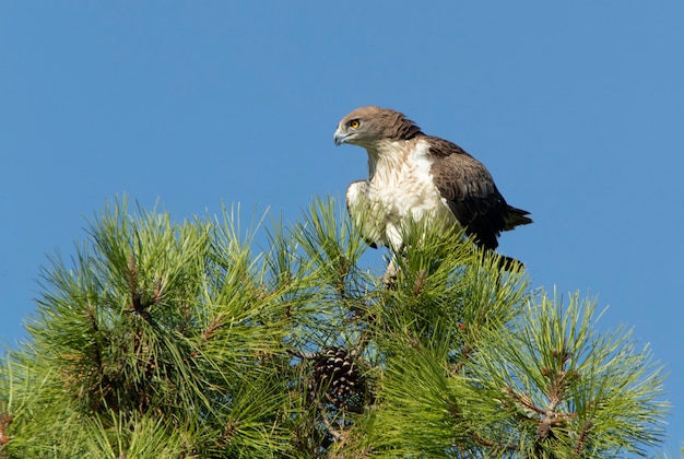 Macho adulto de Shorttoed Eagle en un pino con la primera luz de un día soleado