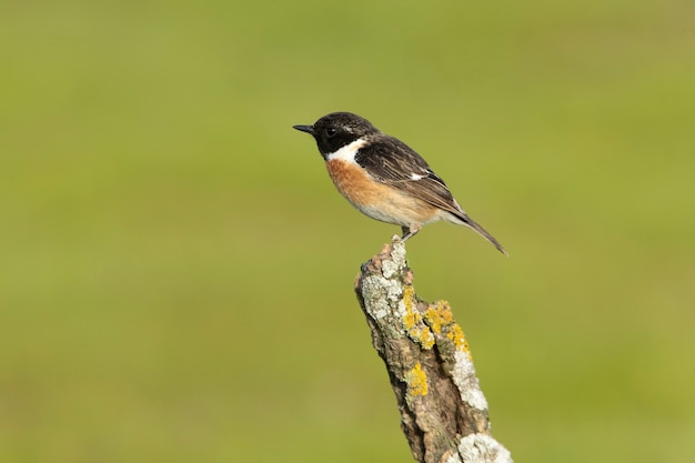 Macho adulto de Stonechat común en la primera luz del día