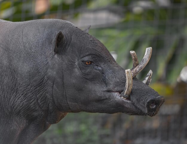 Foto el macho adulto de sulawesi del norte babirusa celebensis es un animal parecido a un cerdo nativo de sulawese y algunas islas cercanas