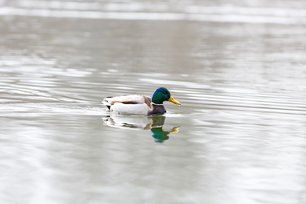 El macho en el agua del río a principios de la primavera. Ánade real durante la migración.