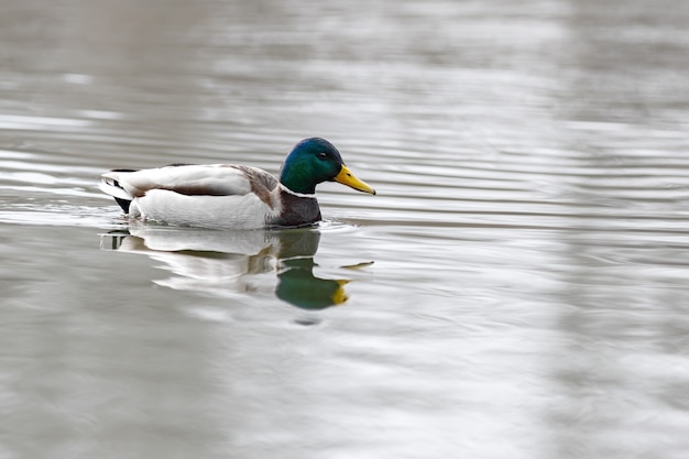 El macho en el agua del río a principios de la primavera.