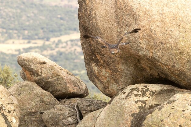 Macho de águila real volando en un bosque mediterráneo con la primera luz del día