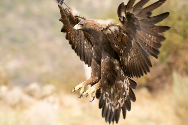 Macho de águila real volando en un bosque mediterráneo con la primera luz del día