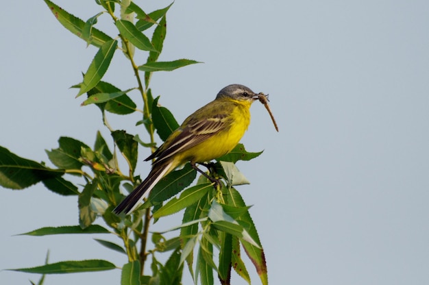 Un macho amarillo Wagtail Motacilla flava se sienta en una rama con una libélula en su pico