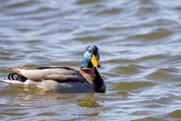 Un macho de ánade real nadando en el agua.