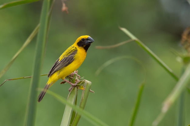 Macho asiático Golden Weaver no campo de arroz na Tailândia