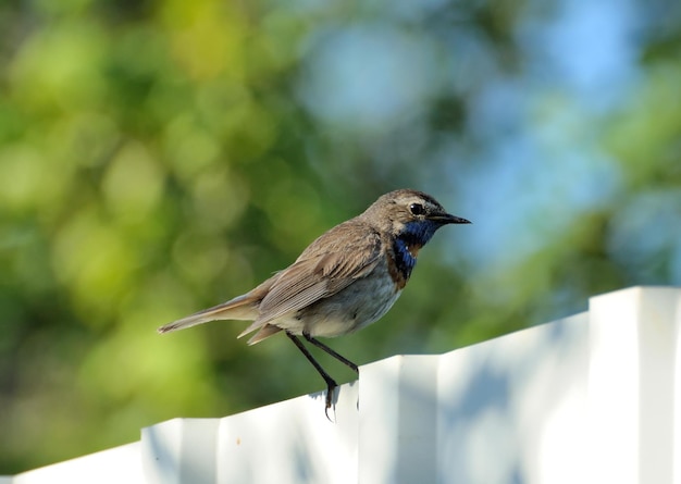 Macho bluethroat Luscinia svecica se sienta en una valla en una soleada mañana de verano región de Moscú