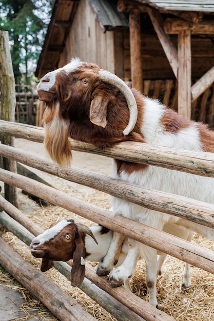 Macho de cabra Boer muy premiado en Brasil El Boer es una raza desarrollada en Sudáfrica