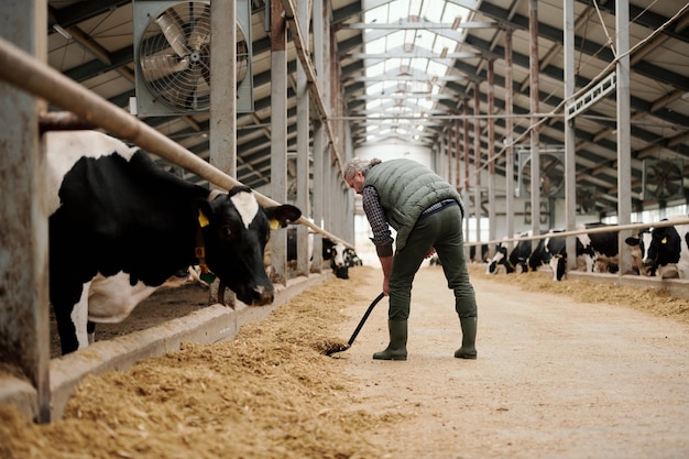 Macho canoso maduro propietario de la granja de animales poniendo pienso para vacas por potreros con ganado mientras está de pie contra el largo pasillo