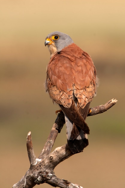 Macho de cernícalo, halcón, pájaros, rapaces, halcones, Falco naunanni