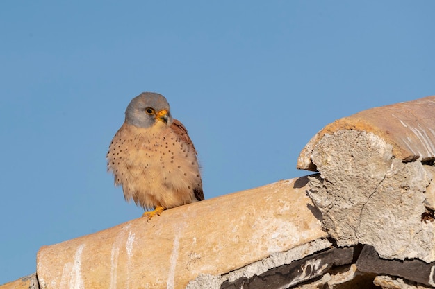 Macho de cernícalo primilla Falco naumanni Toledo España