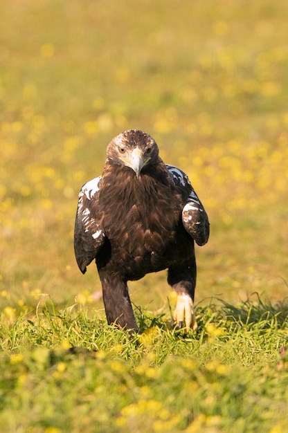 Macho de cinco años el águila imperial española con los primeros rayos del amanecer en un día de invierno