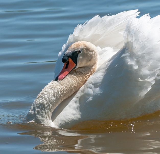 Foto macho cisne se exibindo na água