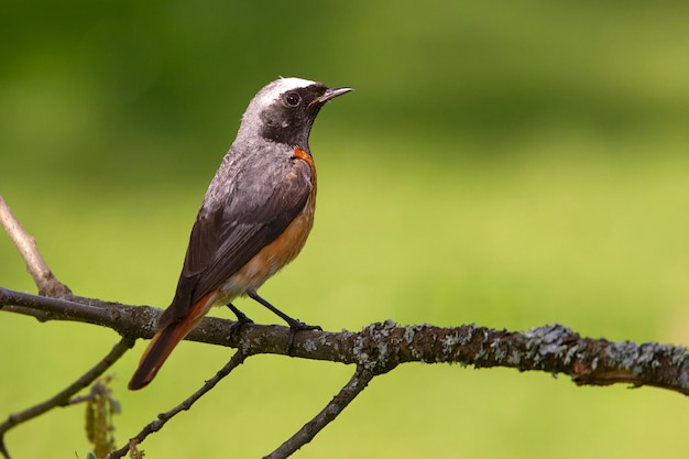 Macho de colirrojo común con las últimas luces de la tarde, pájaros, Phoenicurus phoenicurus