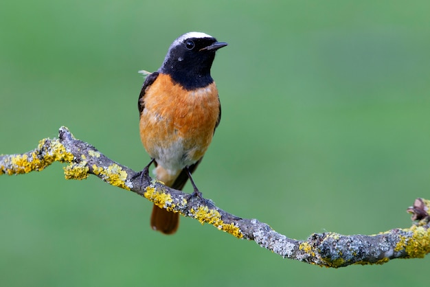 Macho de colirrojo común con las últimas luces de la tarde, pájaros, Phoenicurus phoenicurus