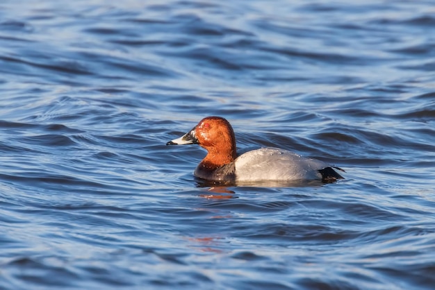 Macho comum nadando no lago (Aythya ferina)