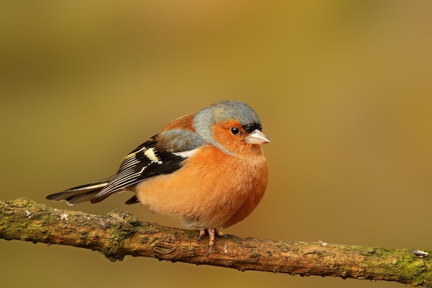 Foto el macho común de chaffinch se alza en una rama aislada del fondo