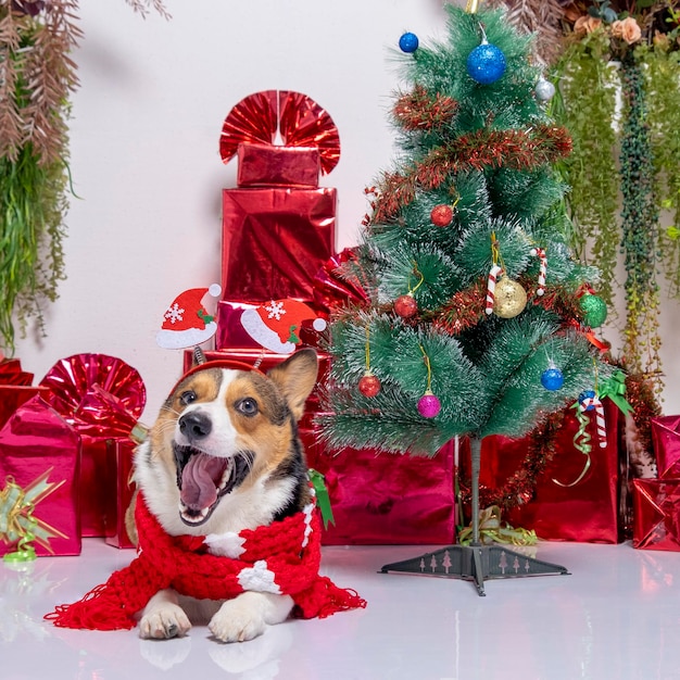 Un macho corgi pembroke galés sesión de fotos mascota fotografía estudio fondo navidad tema vestido y decoración