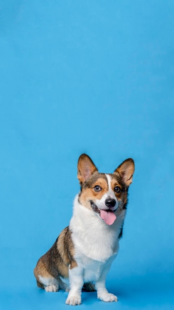 Un macho corgi pembroke welsh photoshoot estudio de fotografía de mascotas aislado con fondo azul vestido y decoración de tema navideño