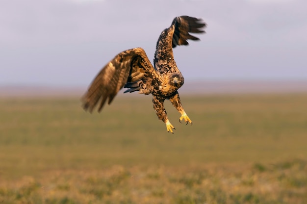 Macho de cuatro años águila imperial española volando con las primeras luces del amanecer