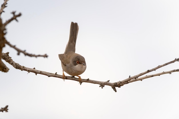 Foto macho curruca sarda sylvia melanocephala málaga españa