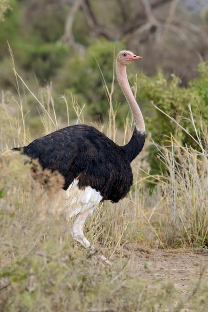 Macho de avestruz africana (struthio camelus) no parque da reserva nacional do quênia