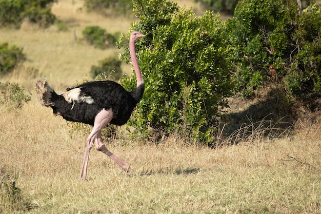 Macho de avestruz na savana africana com a última luz do dia