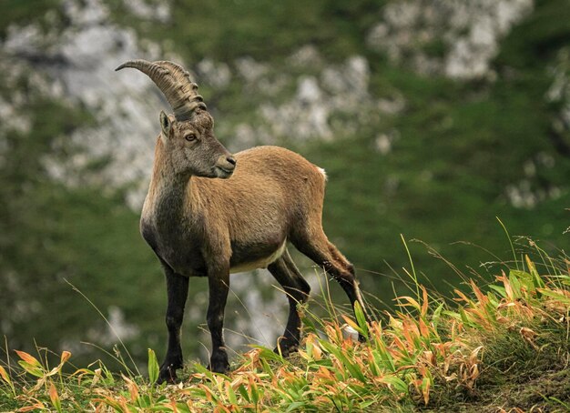 Macho de cabra alpina selvagem ibex ou steinbock nas montanhas dos alpes, frança