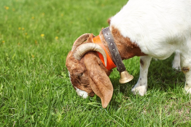 Macho de cabra Anglo nubian / Boer pastando na grama.