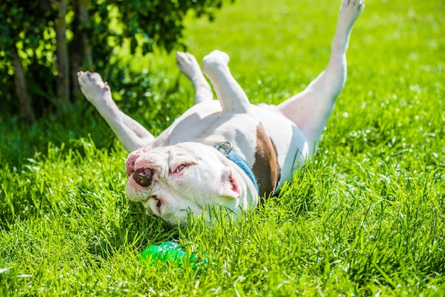 Macho de cão valentão americano branco com brinquedo do lado de fora na grama verde
