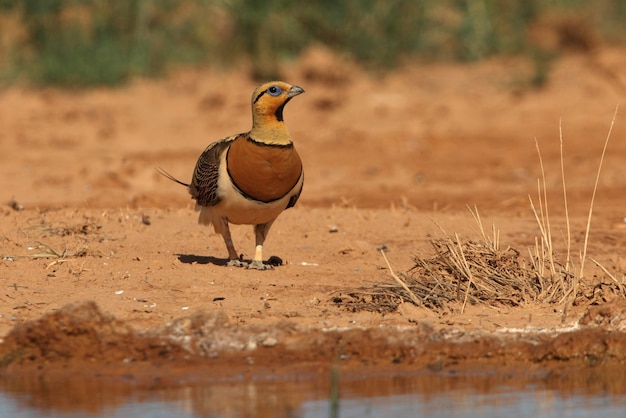 Macho de galinhola-preta bebendo em uma estepe de aragão, espanha, em uma piscina no verão