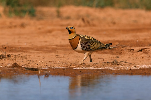 Macho de galinhola-preta bebendo em uma estepe de Aragão, Espanha, em uma piscina no verão