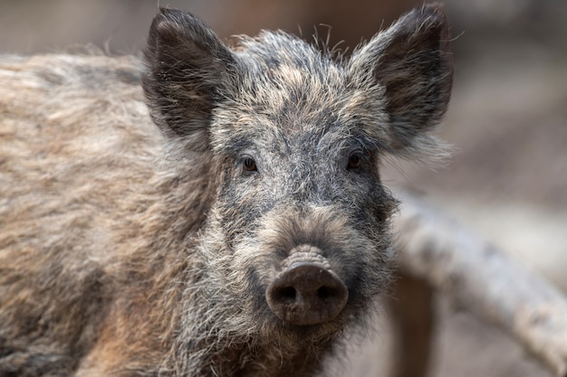 Macho de javali selvagem na floresta, (sus scrofa)