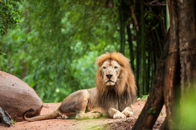 Macho de leão no zoológico