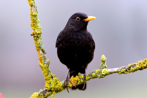 Macho de melro comum, pássaros, Turdus merula