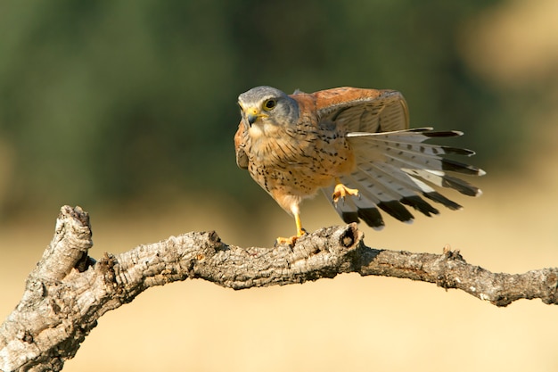 Macho de Peneireiro, Falcão, Aves, Falcão, Raptor, Falco tinnunculus