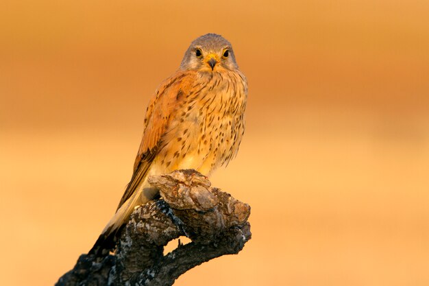 Macho de peneireiro, falcão, aves, falcão, raptor, falco tinnunculus