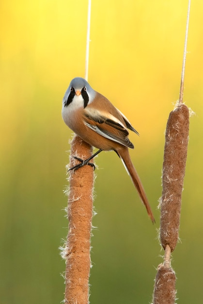 Macho de reedling barbudo com a primeira luz do dia na vegetação de um pântano no centro