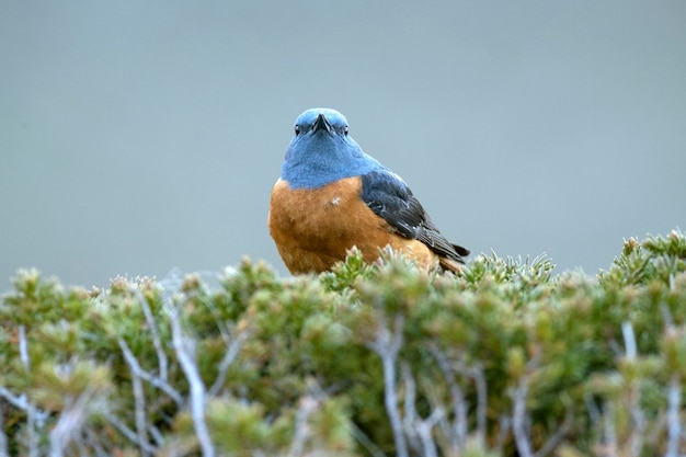 Macho de sabiá-de-cauda-ruiva em seu território de reprodução à primeira luz do amanhecer em uma região montanhosa