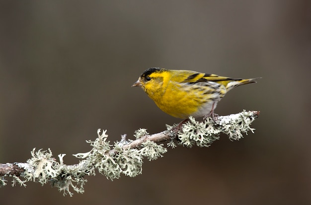 Macho de siskin da eurásia, chapim, pássaros, canção verd, animal, carduelis spinus