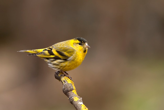 Macho de siskin da Eurásia, chapim, pássaros, canção verd, animal, Carduelis spinus